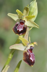 Ophrys sphegodes provincialis