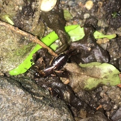 Dermaptera