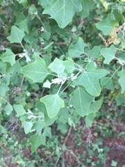 Chenopodium oahuense