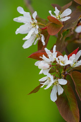 Amelanchier × lamarckii