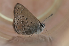 Satyrium behrii
