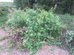 Chenopodium oahuense