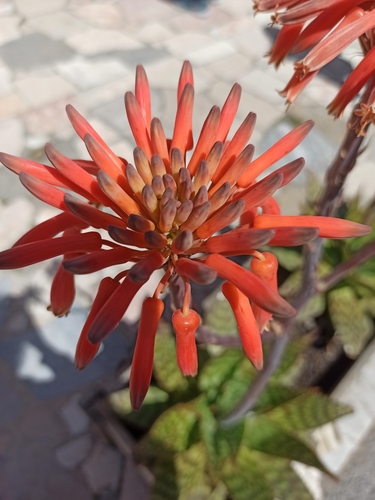 Aloe maculata