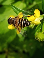 Eristalis cerealis