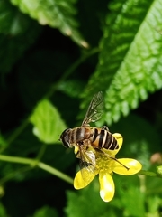 Eristalis cerealis