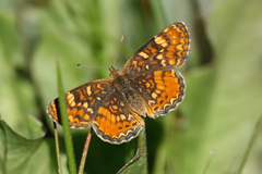 Phyciodes orseis