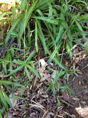 Chlorophytum comosum