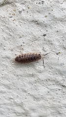 Porcellio scaber