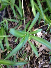 Chlorophytum comosum