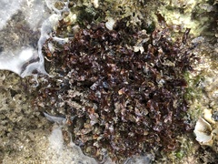 Melanamansia glomerata
