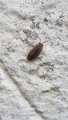 Porcellio scaber