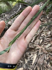 Bossiaea scolopendria