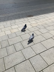 Columba livia domestica