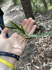 Bossiaea scolopendria
