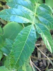 Podranea
