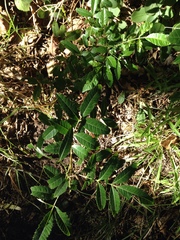 Podranea