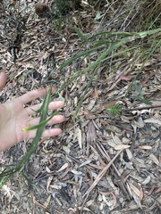 Bossiaea scolopendria