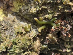 Codium edule