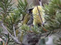 Nesoptilotis flavicollis