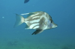 Brown-Spotted Boarfish photo 5