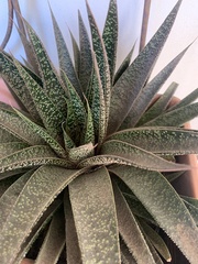 × Gasteraloe