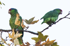 Amazona finschi × viridigenalis