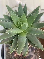 Aloe brevifolia