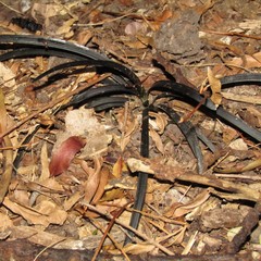 Ophiopogon planiscapus