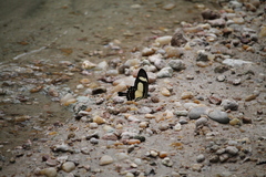 Heraclides torquatus