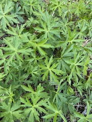 Anemonastrum canadense