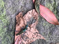 Chloridolum taiwanum