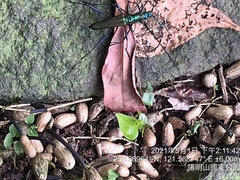 Chloridolum taiwanum