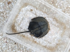 Carcinoscorpius rotundicauda