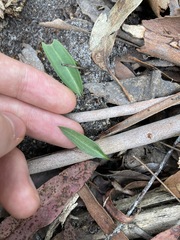 Cryptostylis