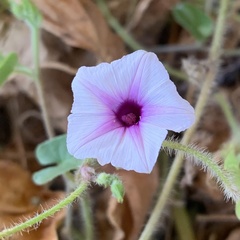 Ipomoea sinensis blepharosepala