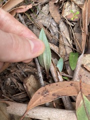 Cryptostylis