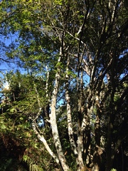 Cestrum laevigatum