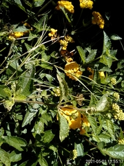 Lantana × hybrida