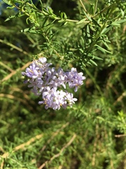 Pseudoselago serrata