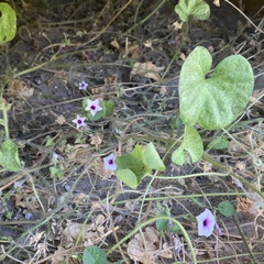 Ipomoea sinensis blepharosepala