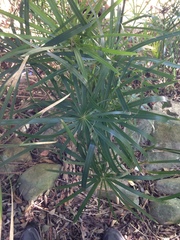 Cyperus textilis