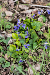 Viola suavis