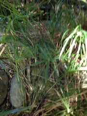 Cyperus textilis