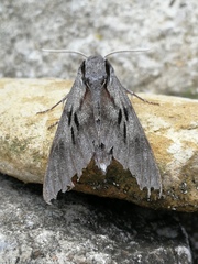 Sphinx maurorum