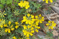 Hippocrepis