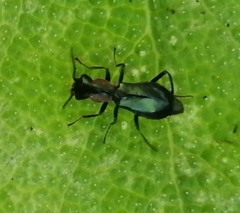 Cyrtosus cyanipennis