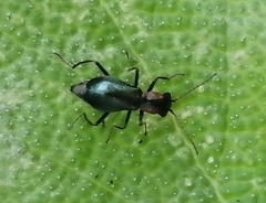 Cyrtosus cyanipennis