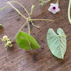 Ipomoea sinensis blepharosepala