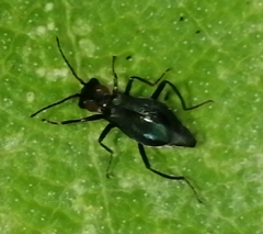 Cyrtosus cyanipennis
