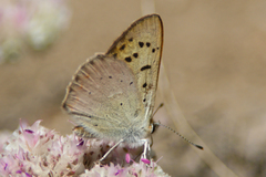 Tharsalea nivalis